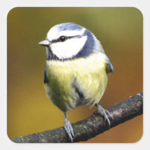 Blue tit sitting on a branch square sticker