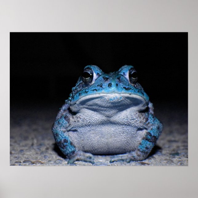 Blue Toad Poster (Front)