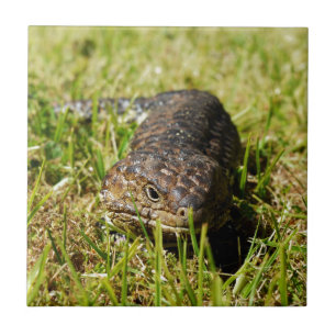Blue Tongue Lizard Creeping In The Grass, Ceramic Tile
