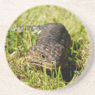 Blue Tongue Lizard Creeping In The Grass, Coaster
