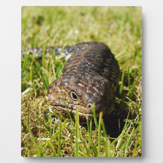 Blue Tongue Lizard Creeping In The Grass, Plaque (Front)