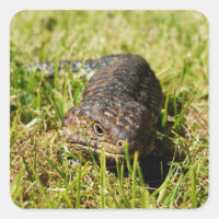 Blue Tongue Lizard Creeping In The Grass,