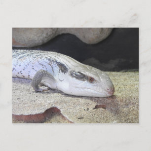 Blue Tongue Postcard