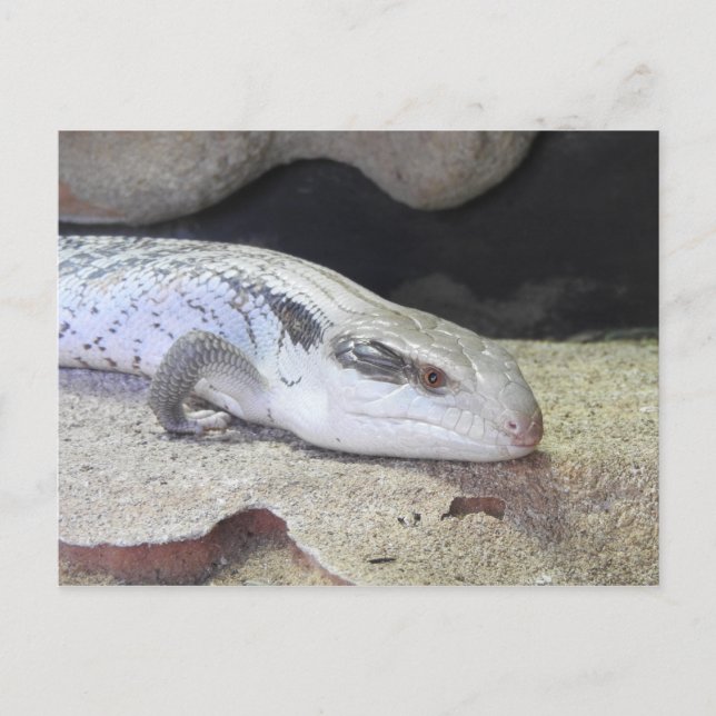 Blue Tongue Postcard (Front)