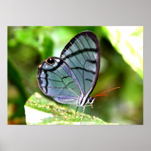 Blue Transparent Butterfly, Costa Rica Poster