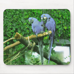 Blue Twin Parrots Mouse Pad