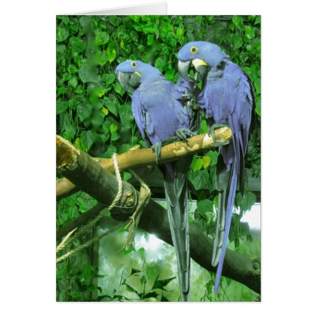 Blue Twin Parrots Vertical Card (Front)