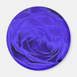 Blue Velvet Rose Magnet