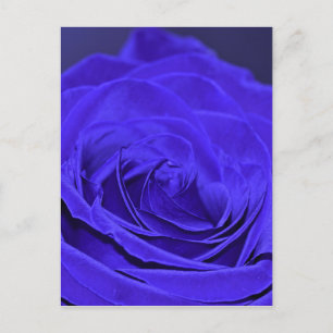 Blue Velvet Rose Postcard
