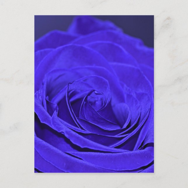Blue Velvet Rose Postcard (Front)