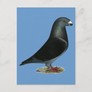 Blue Velvet Show Racer Postcard