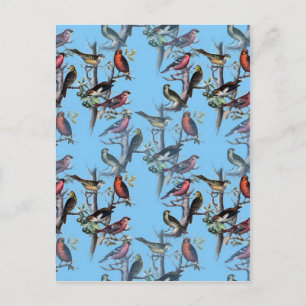 Blue Vintage Art Birds pattern accessories LeahG Postcard