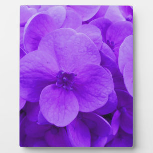 Blue Violet Hydrangea Plaque