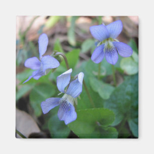 Blue Violets Magnet