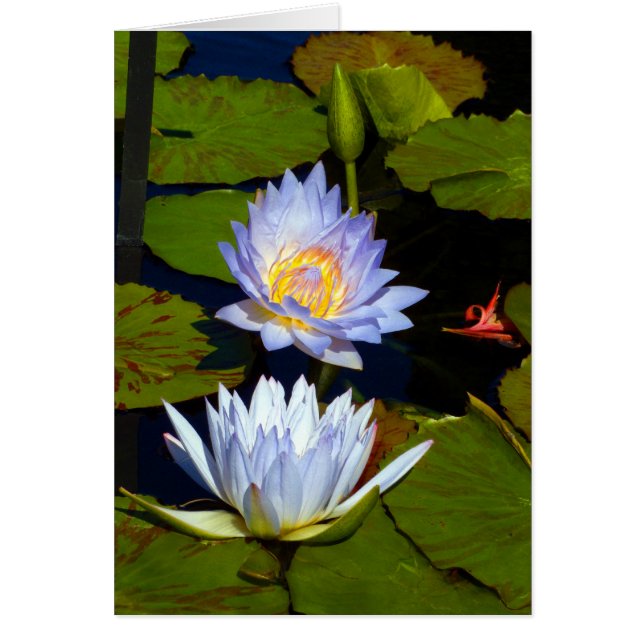 Blue Water Lilies (Front)
