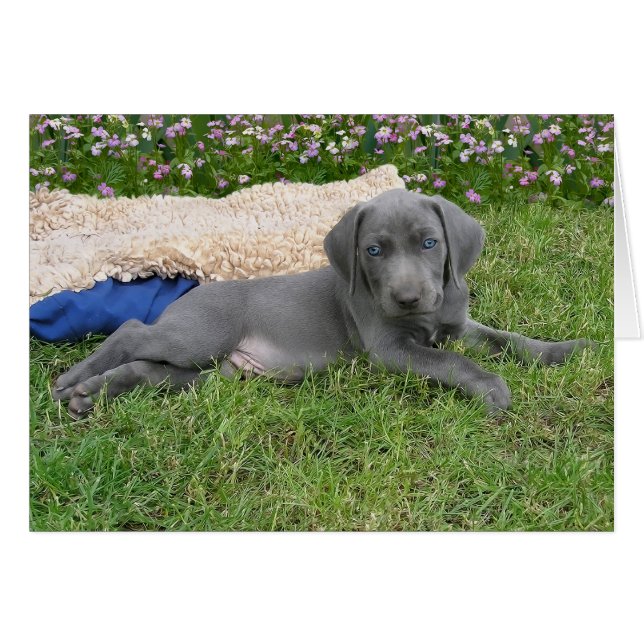 Blue Weimaraner Puppy (Front Horizontal)