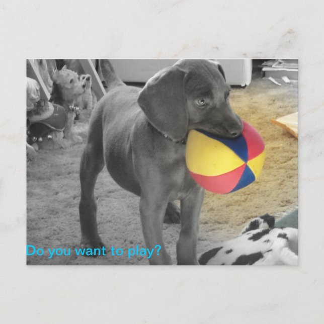 Blue Weimaraner Puppy playing Postcard (Front)