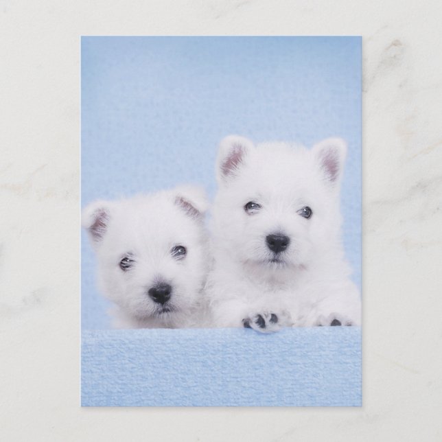 Blue westies postcard (Front)