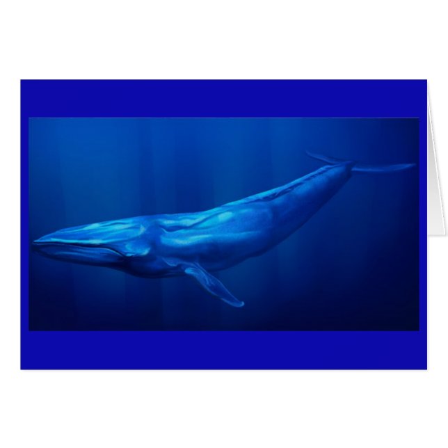 Blue Whale (Front Horizontal)