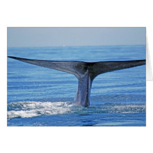 Blue Whale Fluke