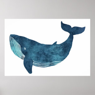     Blue Whale Illustration  Poster