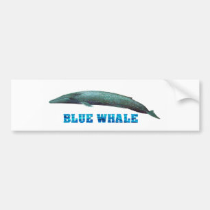 Blue Whale image for Bumper-Sticker Bumper Sticker