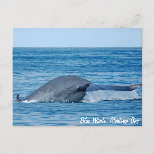 Blue Whale Postcard (Front)