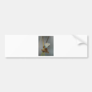 Blue White Orange with Black Spots Butterfly Bumper Sticker