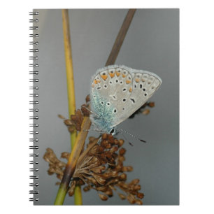 Blue White Orange with Black Spots Butterfly Notebook