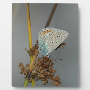 Blue White Orange with Black Spots Butterfly Plaque