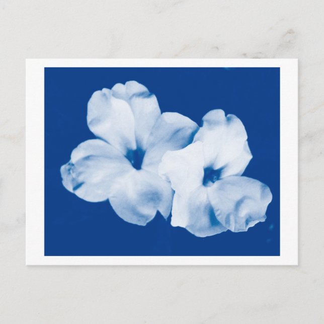 Blue & White Postcard (Front)