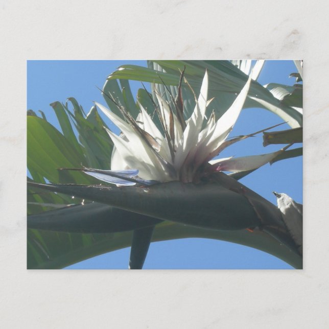 Blue White Strelitzia Flower DIY Postcard (Front)