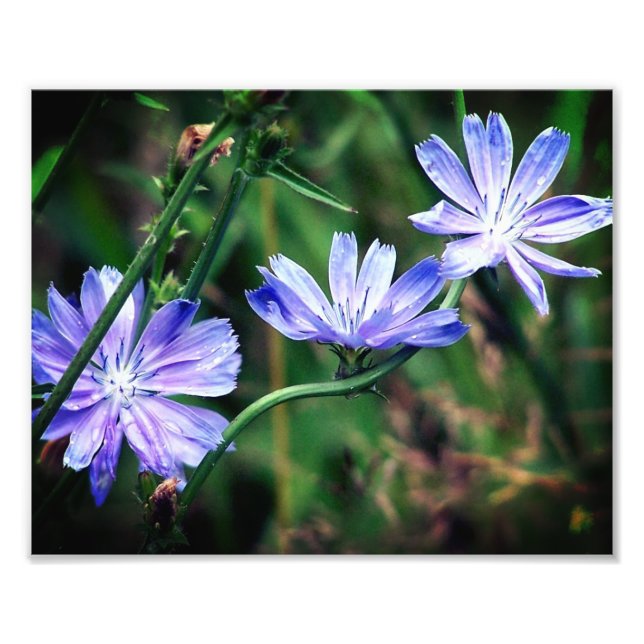 Blue Wild Chicory Flower Trio 8x10 Photo Print (Front)
