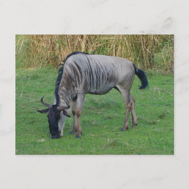 Blue Wildebeest #1 Postcard (Front)