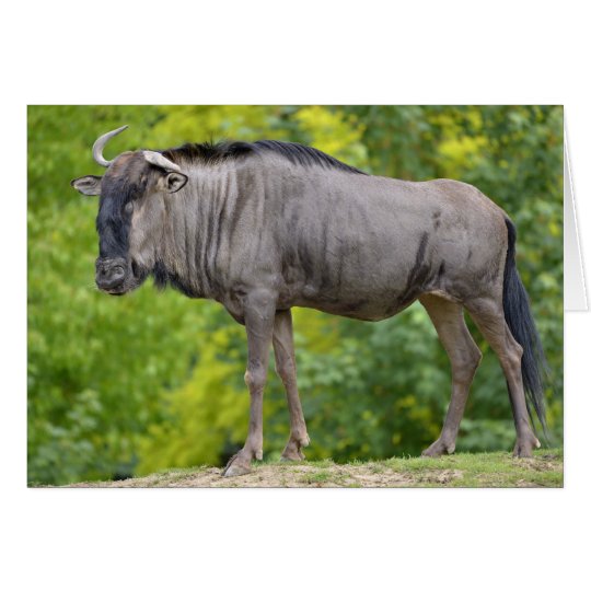 Blue wildebeest card