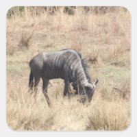 Blue wildebeest grazing in the African bush