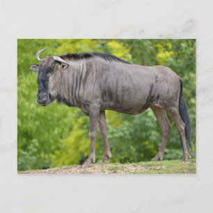 Blue wildebeest postcard