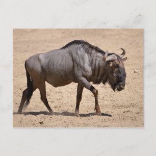 Blue wildebeest walking postcard