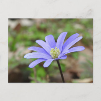 Blue Windflower Postcard
