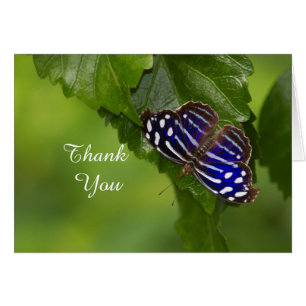 Blue wing Butterfly Thank you