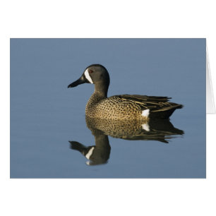 Blue-winged Teal, Anas discors,male, Port