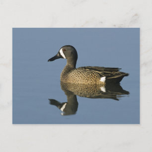 Blue-winged Teal, Anas discors,male, Port Postcard