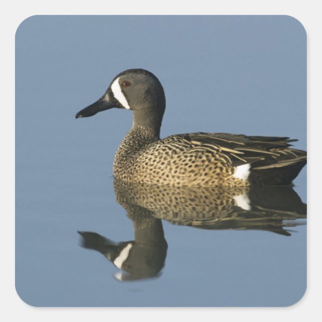 Blue-winged Teal, Anas discors,male, Port Square Sticker (Front)