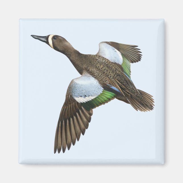 Blue-winged Teal Magnet (Front)
