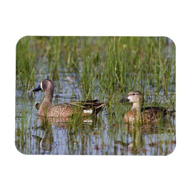 Blue-winged Teal male and female in wetland Magnet (Horizontal)