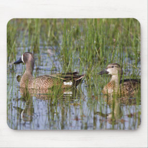 Blue-winged Teal male and female in wetland Mouse Pad