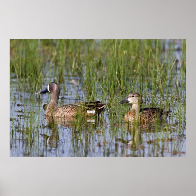 Blue-winged Teal male and female in wetland Poster (Front)
