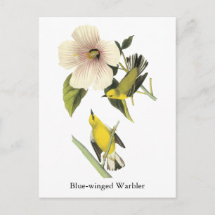 Blue-winged Warbler John Audubon Postcard
