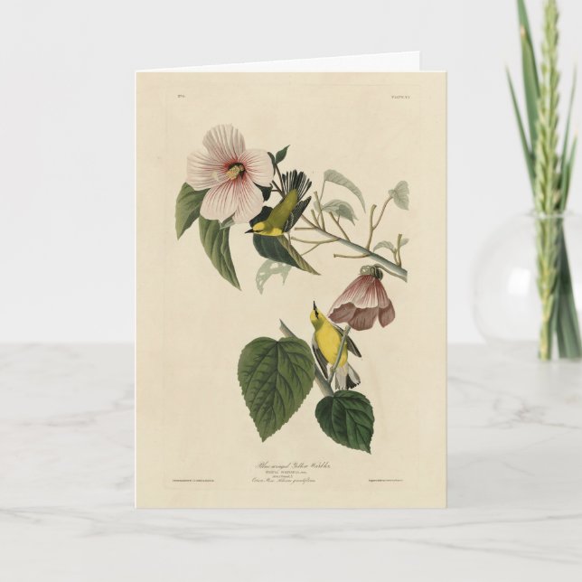 Blue-winged Yellow Warbler - Audubon Birds America Card (Front)