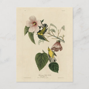 Blue-winged Yellow Warbler - Audubon Birds America Postcard
